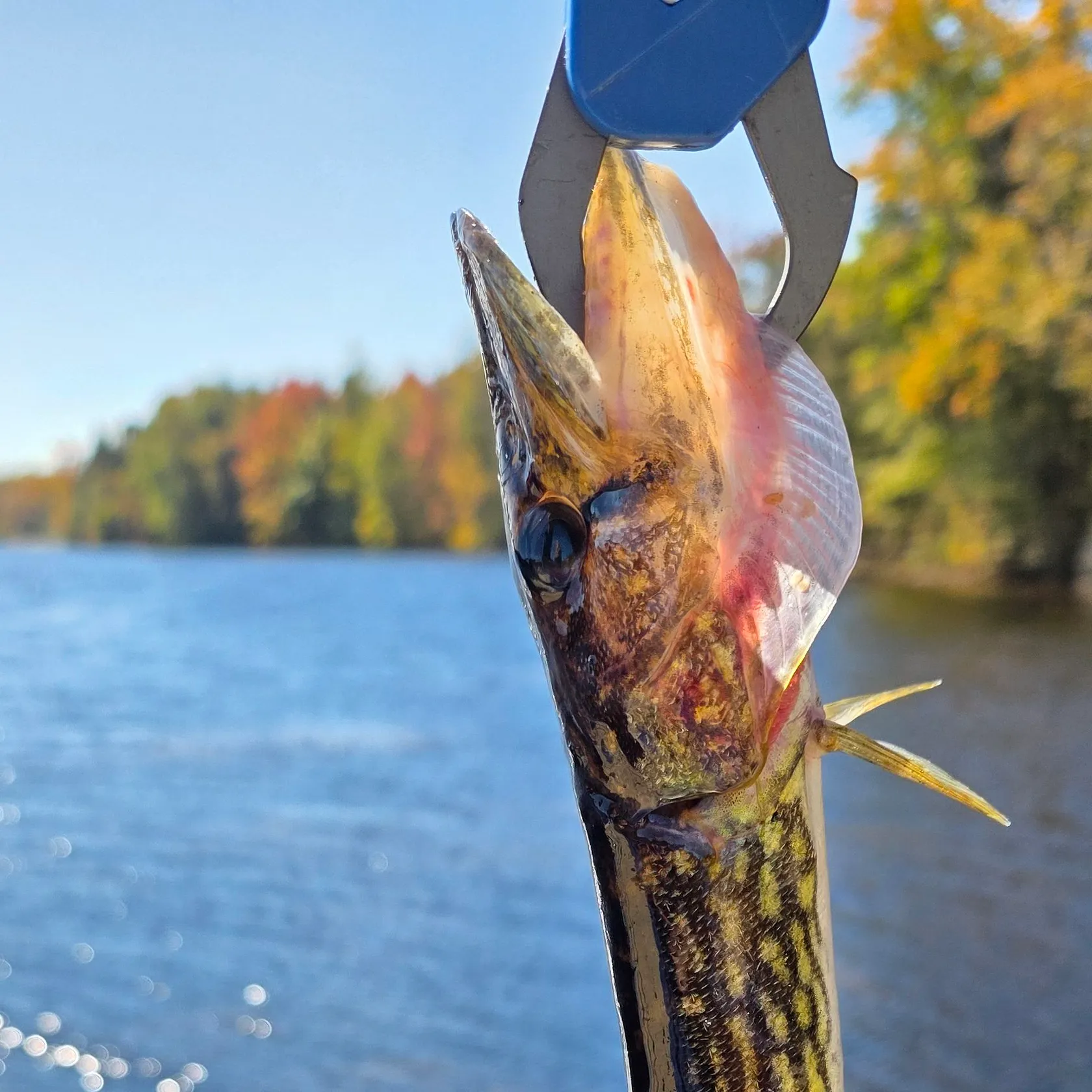 Chain pickerel caught on Fishbrain