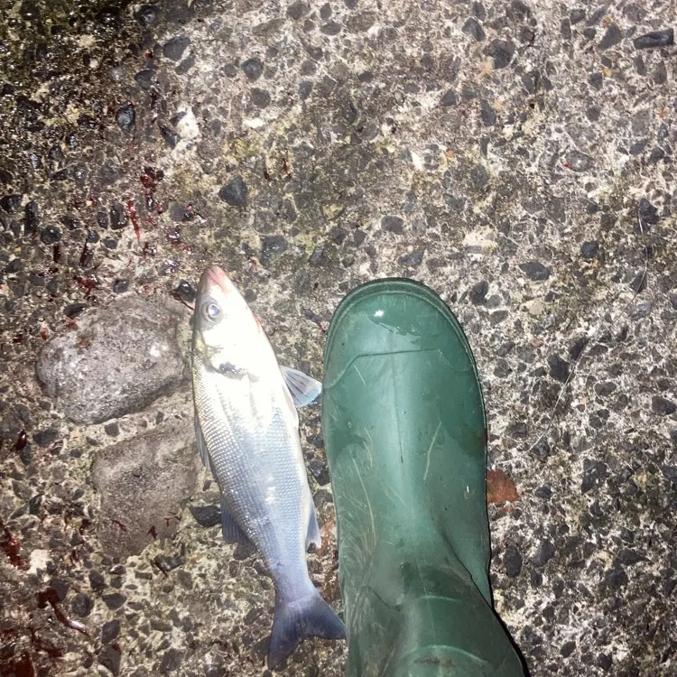 The most recent European seabass catches on Fishbrain