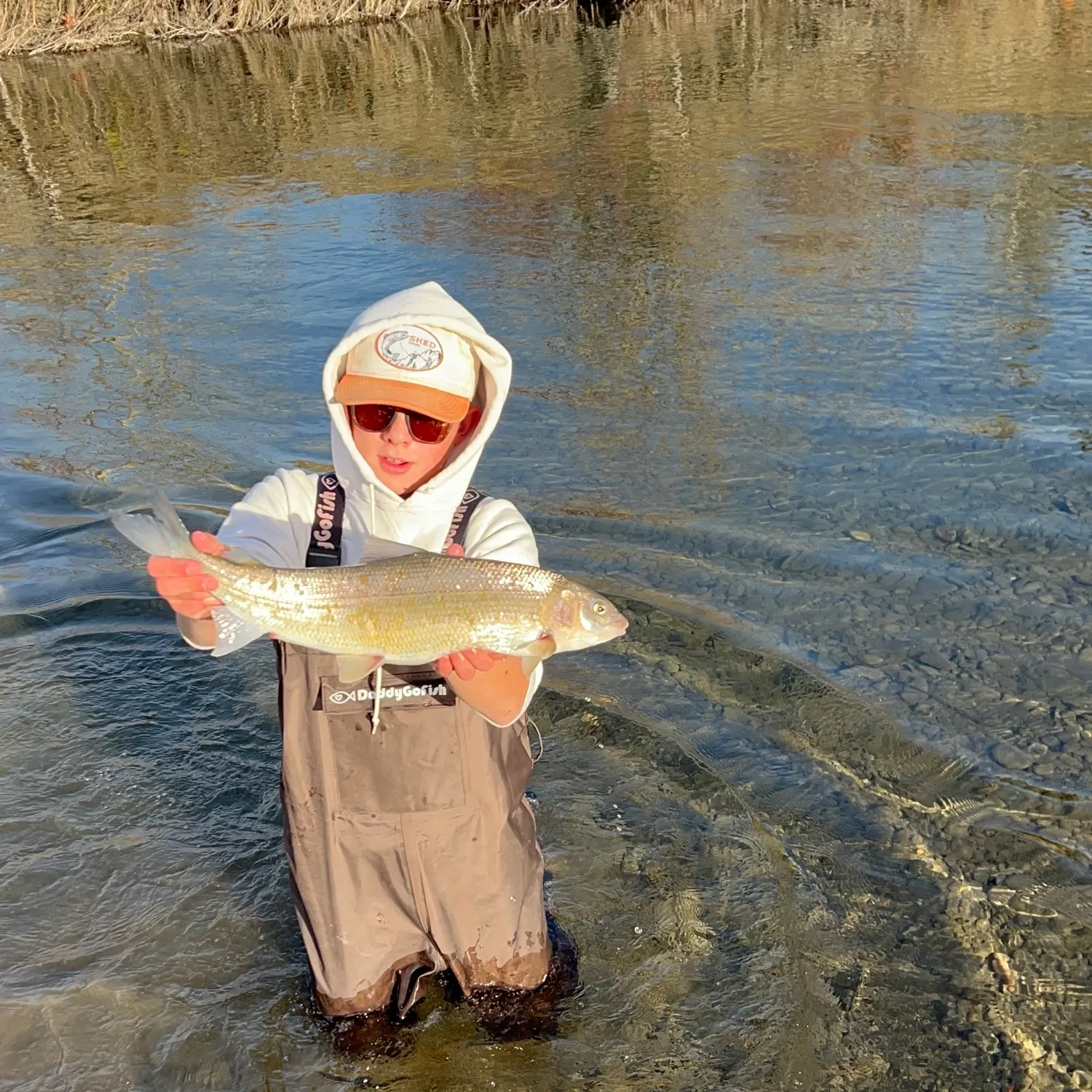 Mountain whitefish caught on Fishbrain