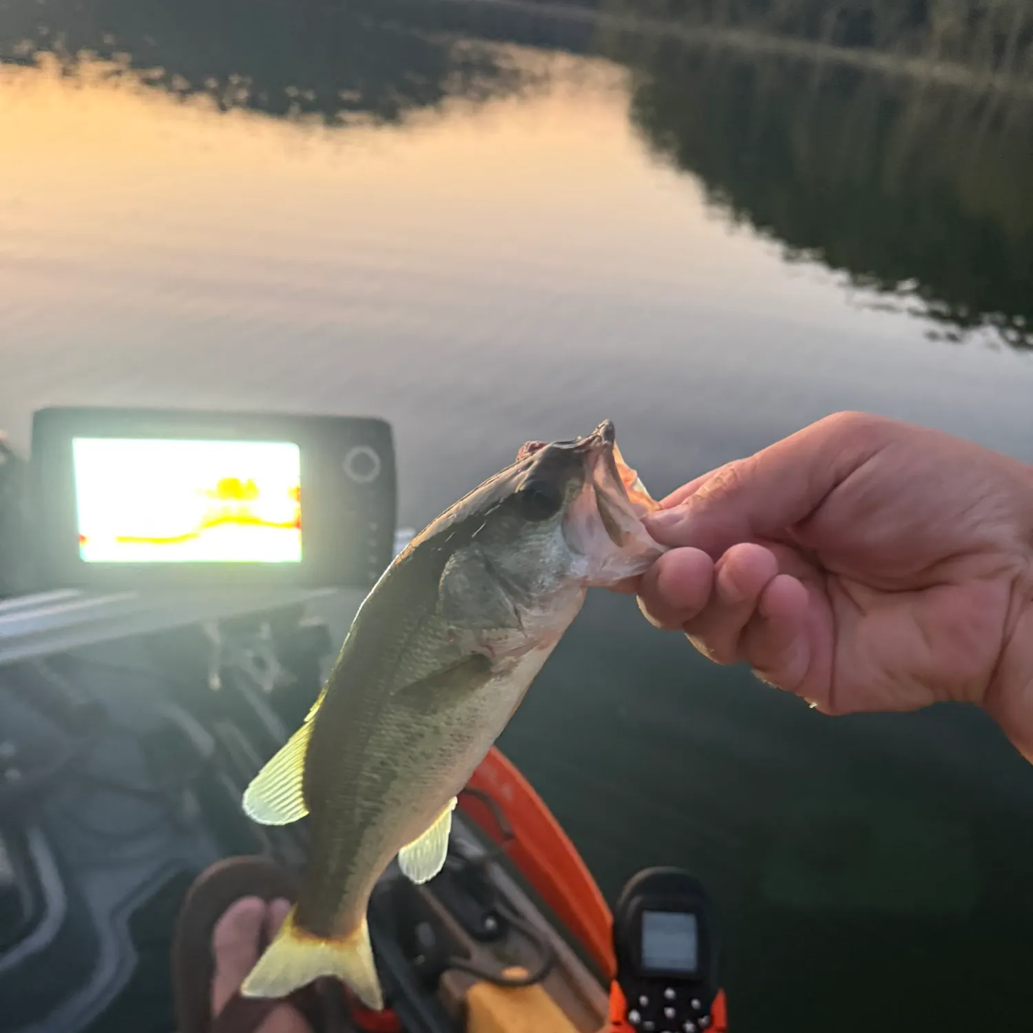 Largemouth bass caught on Fishbrain