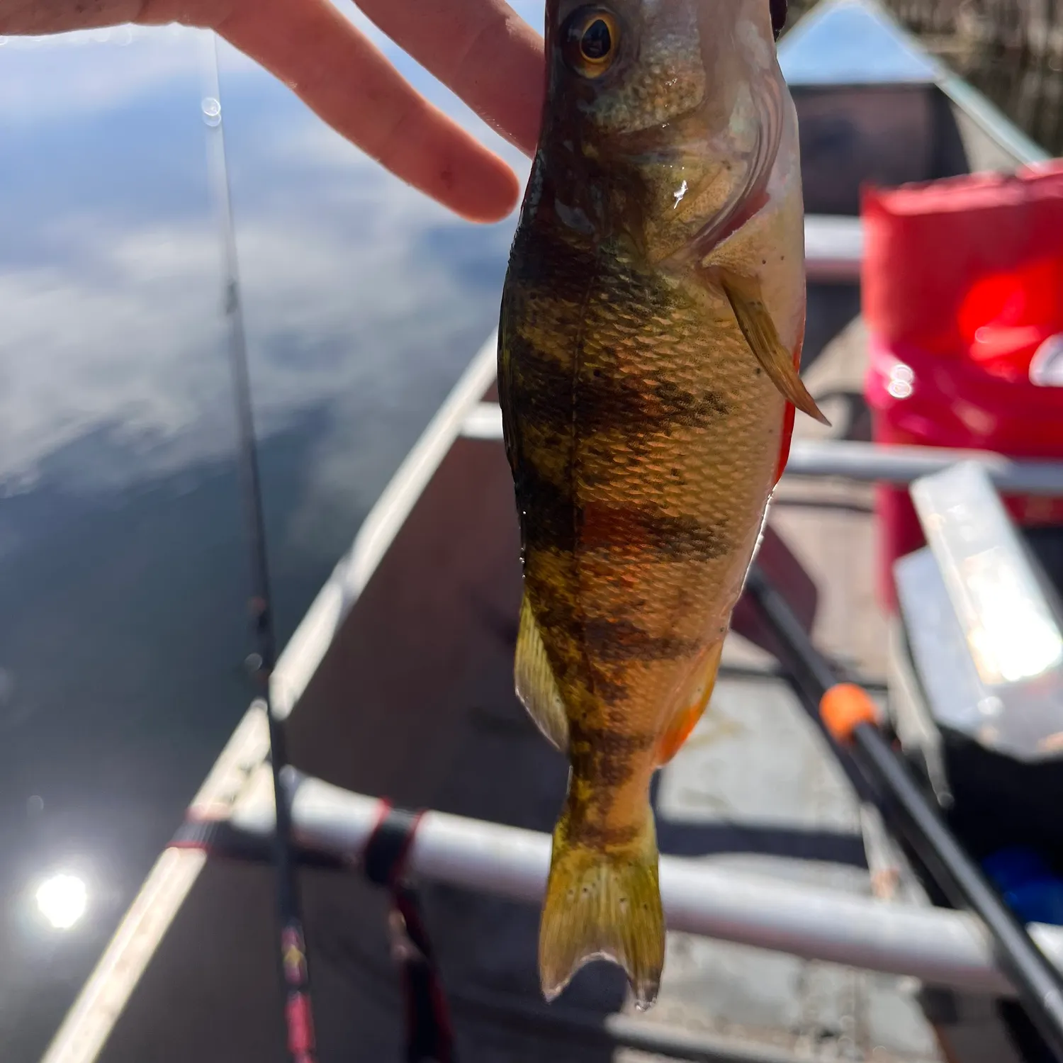 Yellow perch caught on Fishbrain