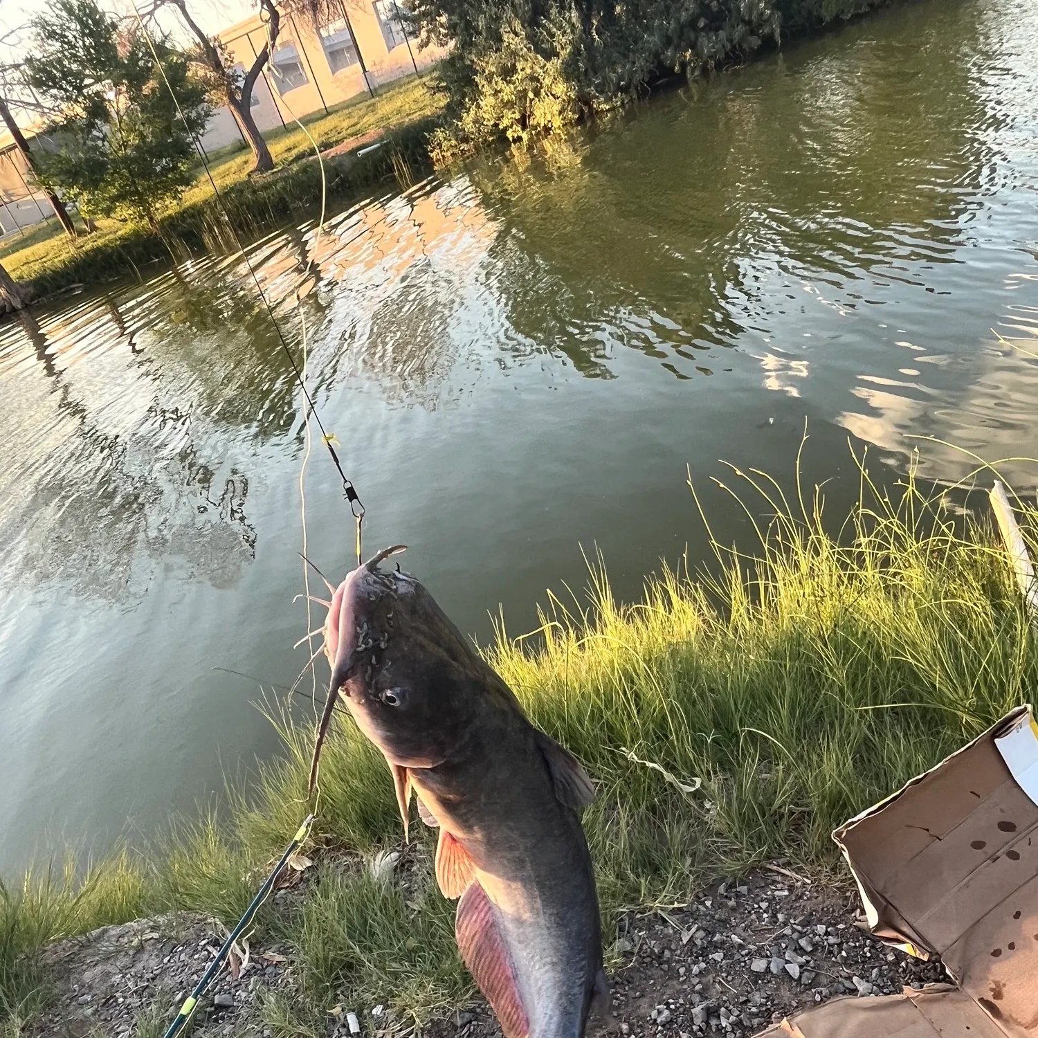 catch