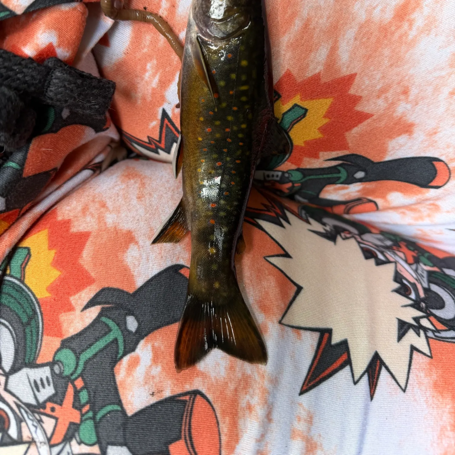 Brook trout caught on Fishbrain