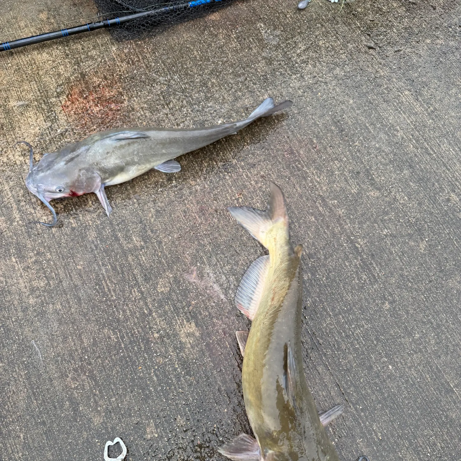 Channel catfish caught on Fishbrain