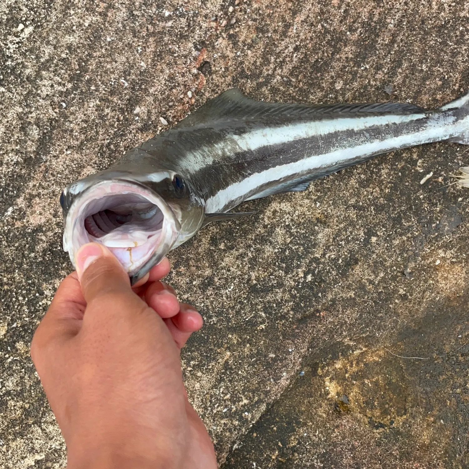 The most recent Cobia catches on Fishbrain