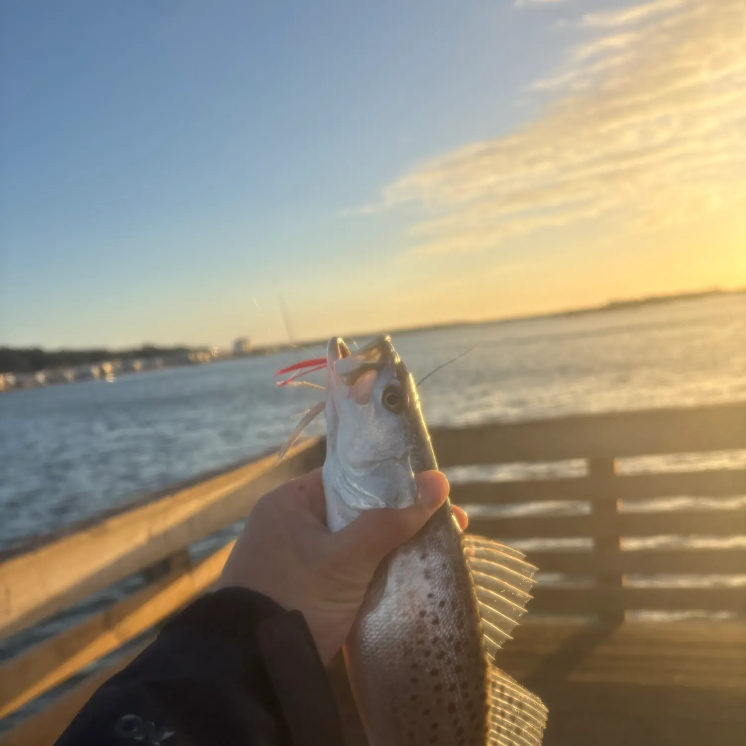 Spotted seatrout caught on Fishbrain