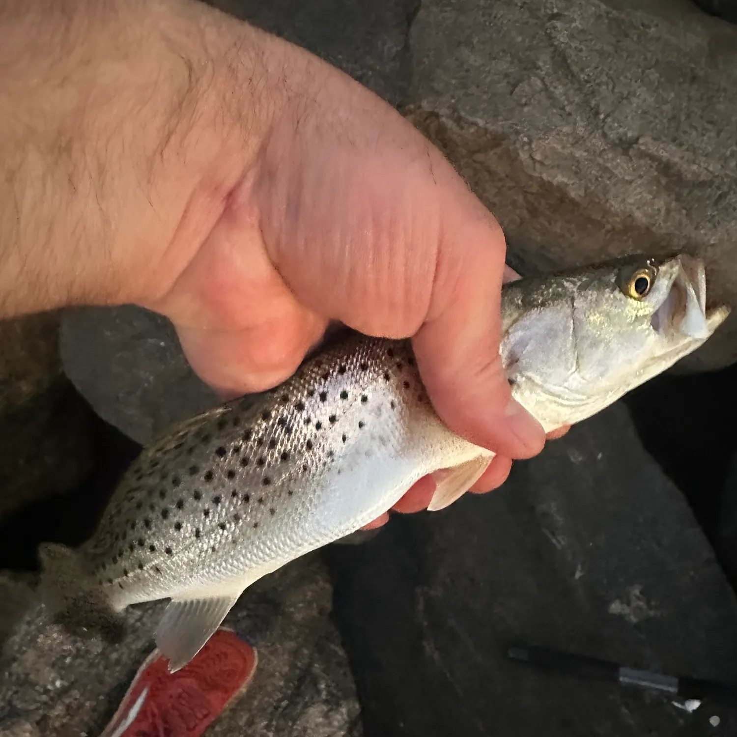 Spotted seatrout caught on Fishbrain