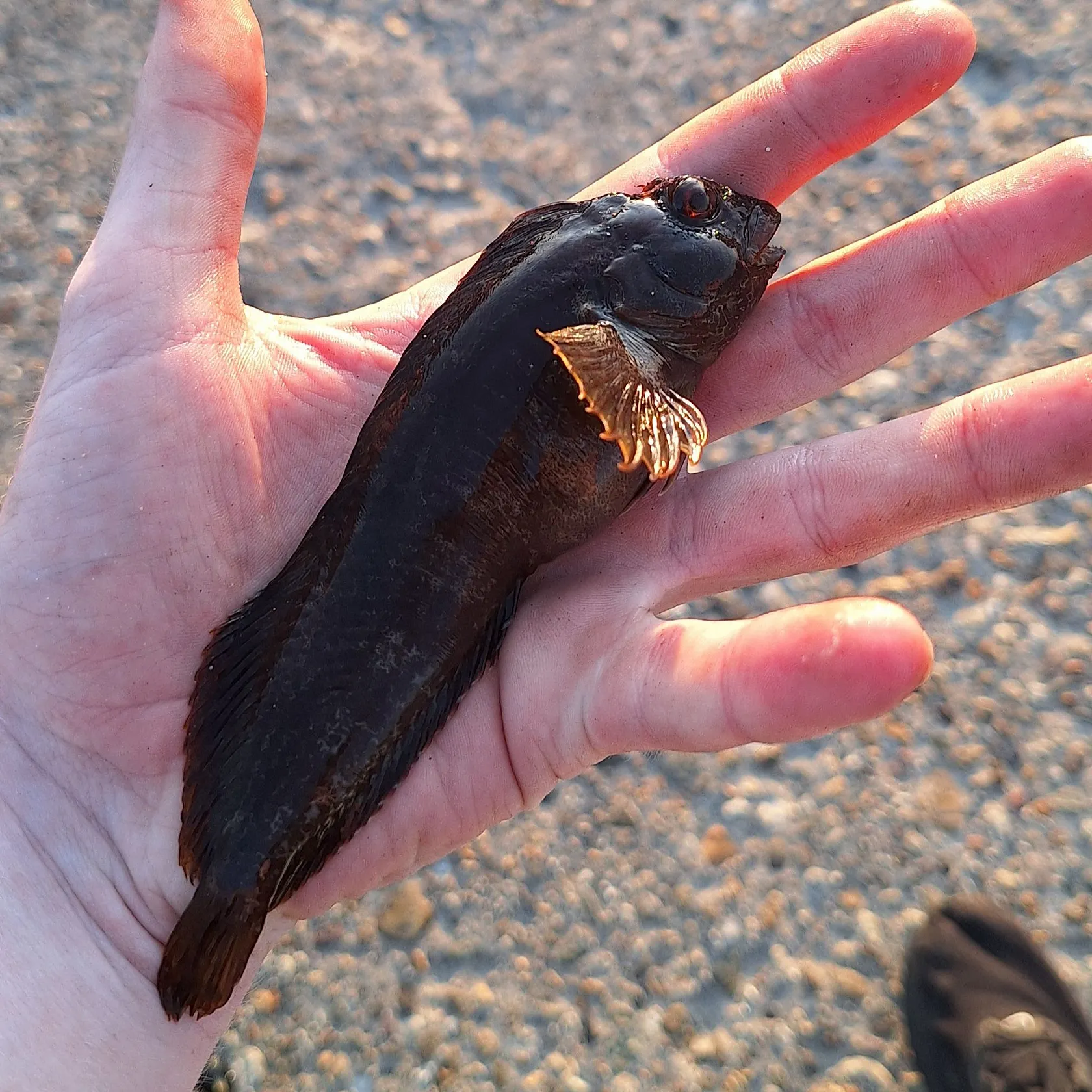The most recent Tompot blenny catches on Fishbrain