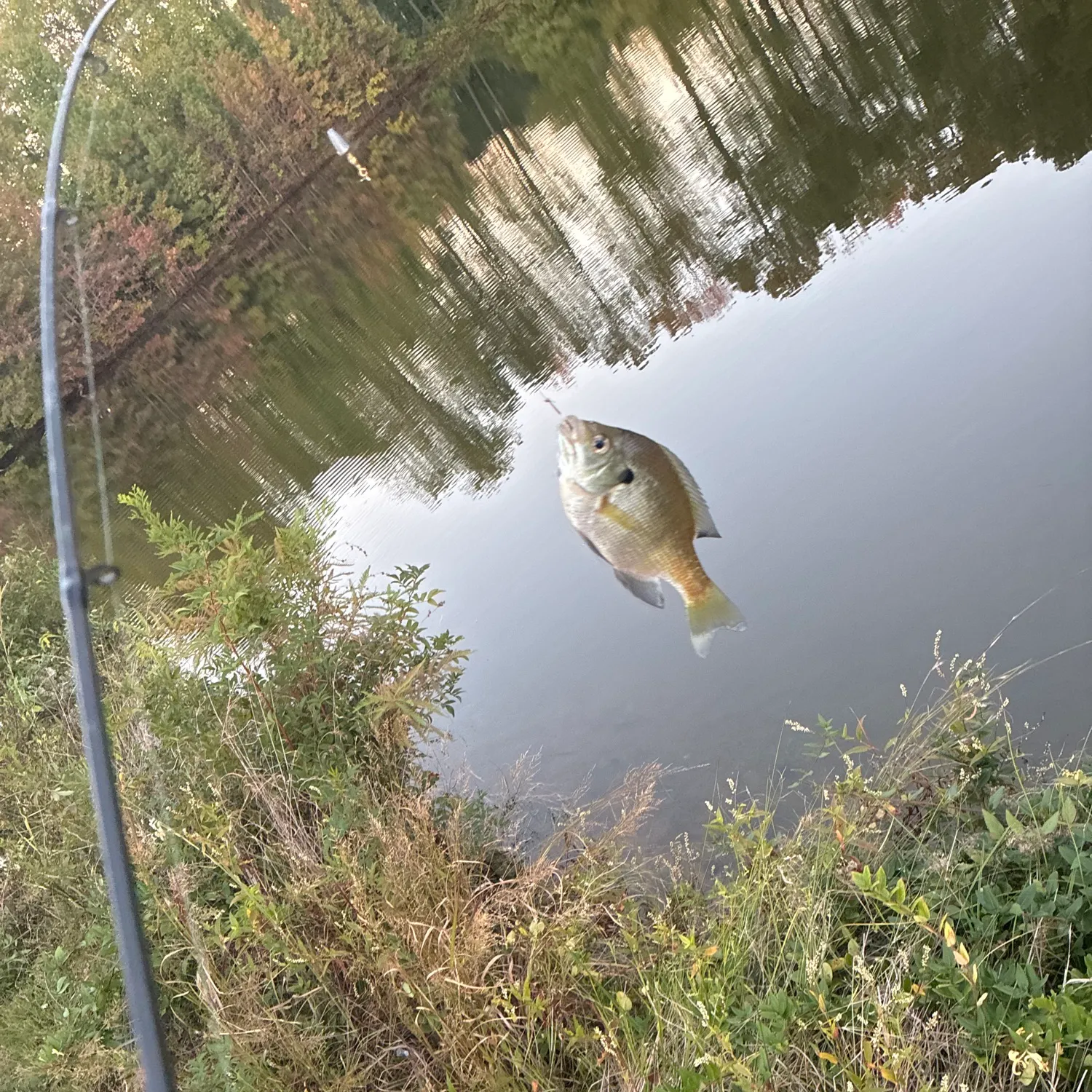 Bluegill caught on Fishbrain