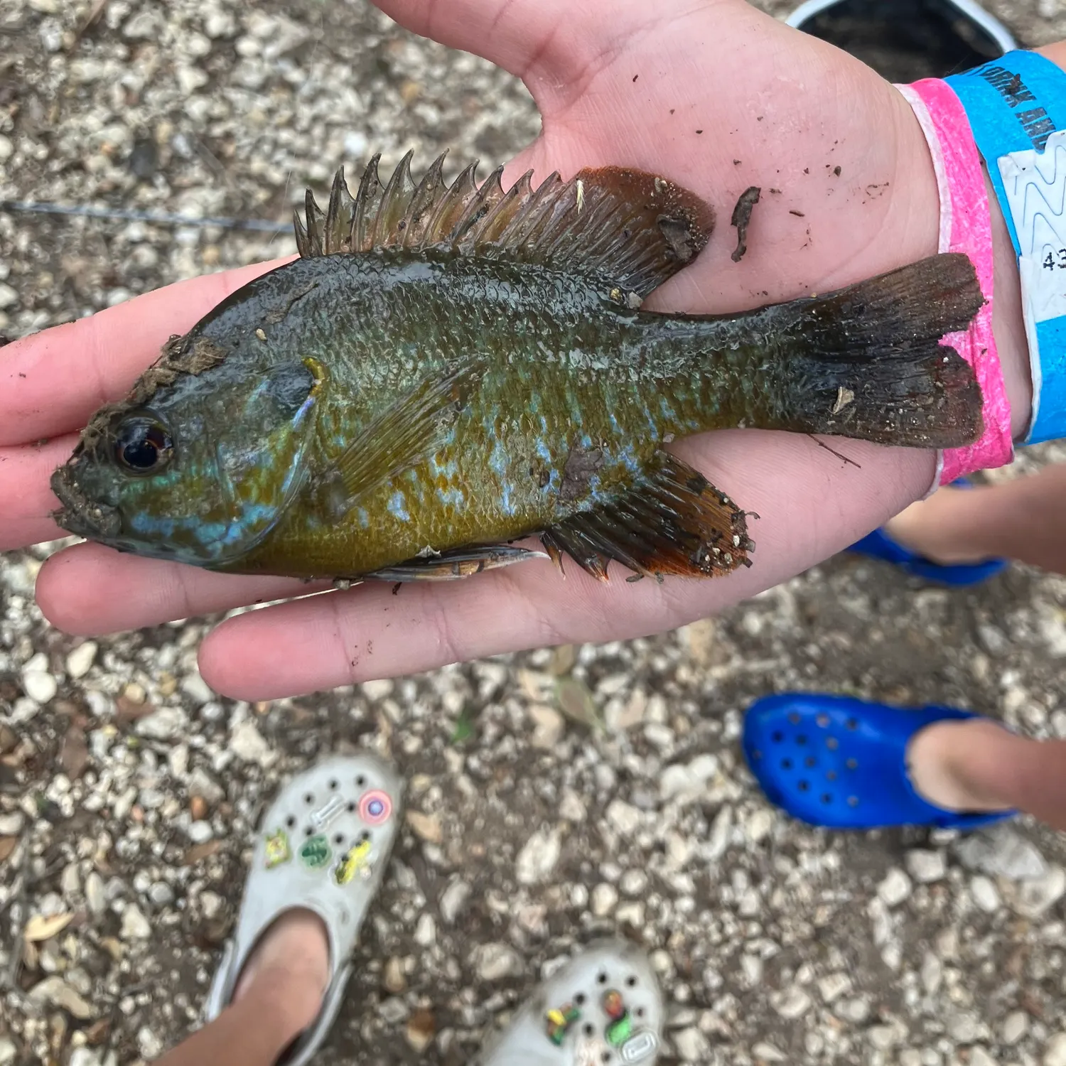 The most recent Greengill hybrid catches on Fishbrain