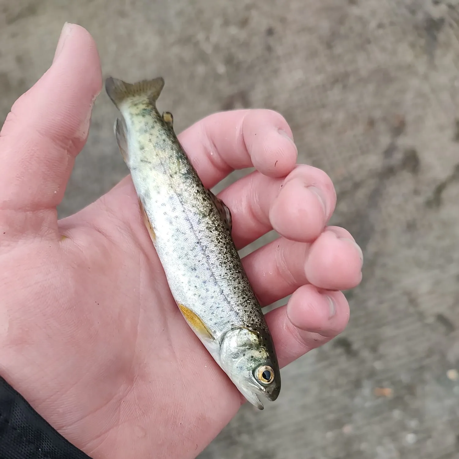 Rainbow trout caught on Fishbrain
