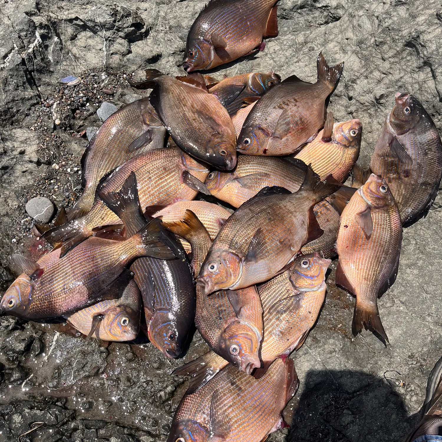 The most popular recent Rainbow surfperch catch on Fishbrain