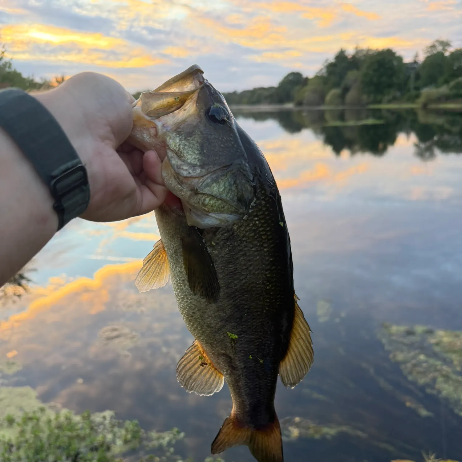 Largemouth bass caught on Fishbrain