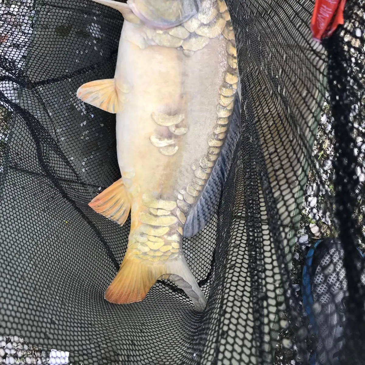 Mirror carp caught on Fishbrain