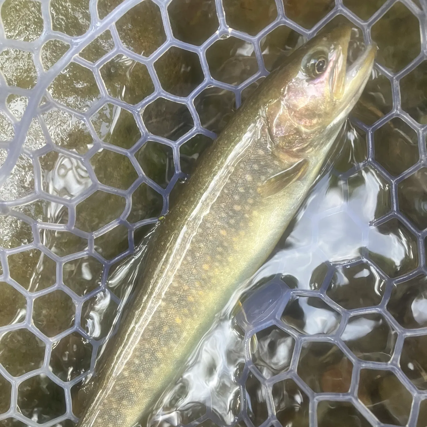 most liked catch image