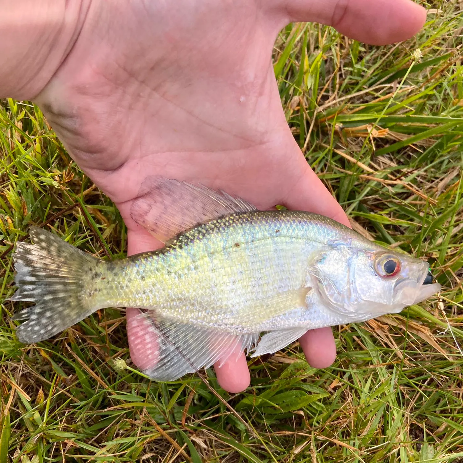White crappie caught on Fishbrain