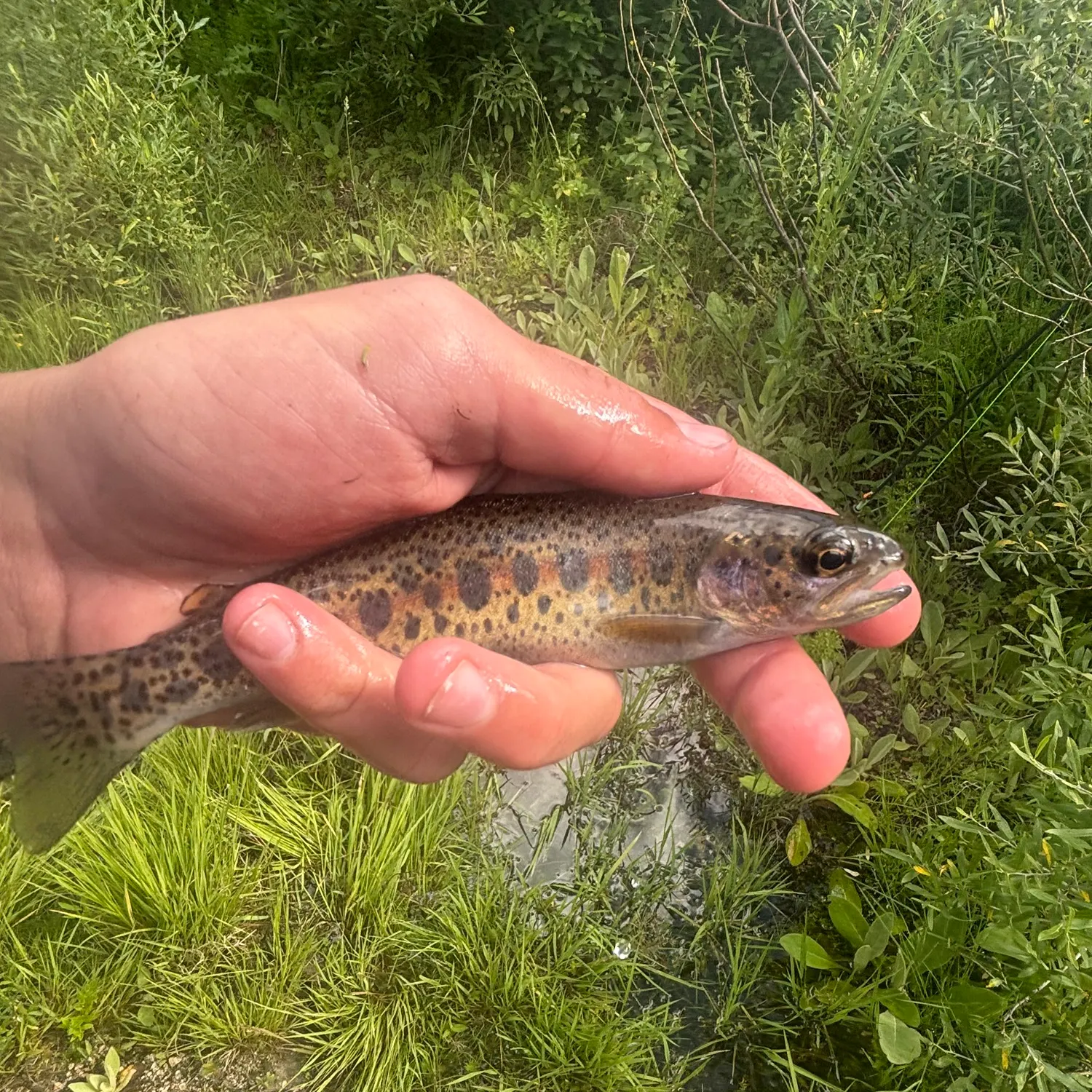 The most recent Great basin redband trout catches on Fishbrain