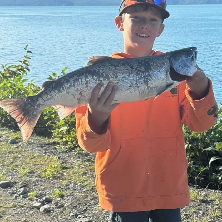 Coho salmon caught on Fishbrain