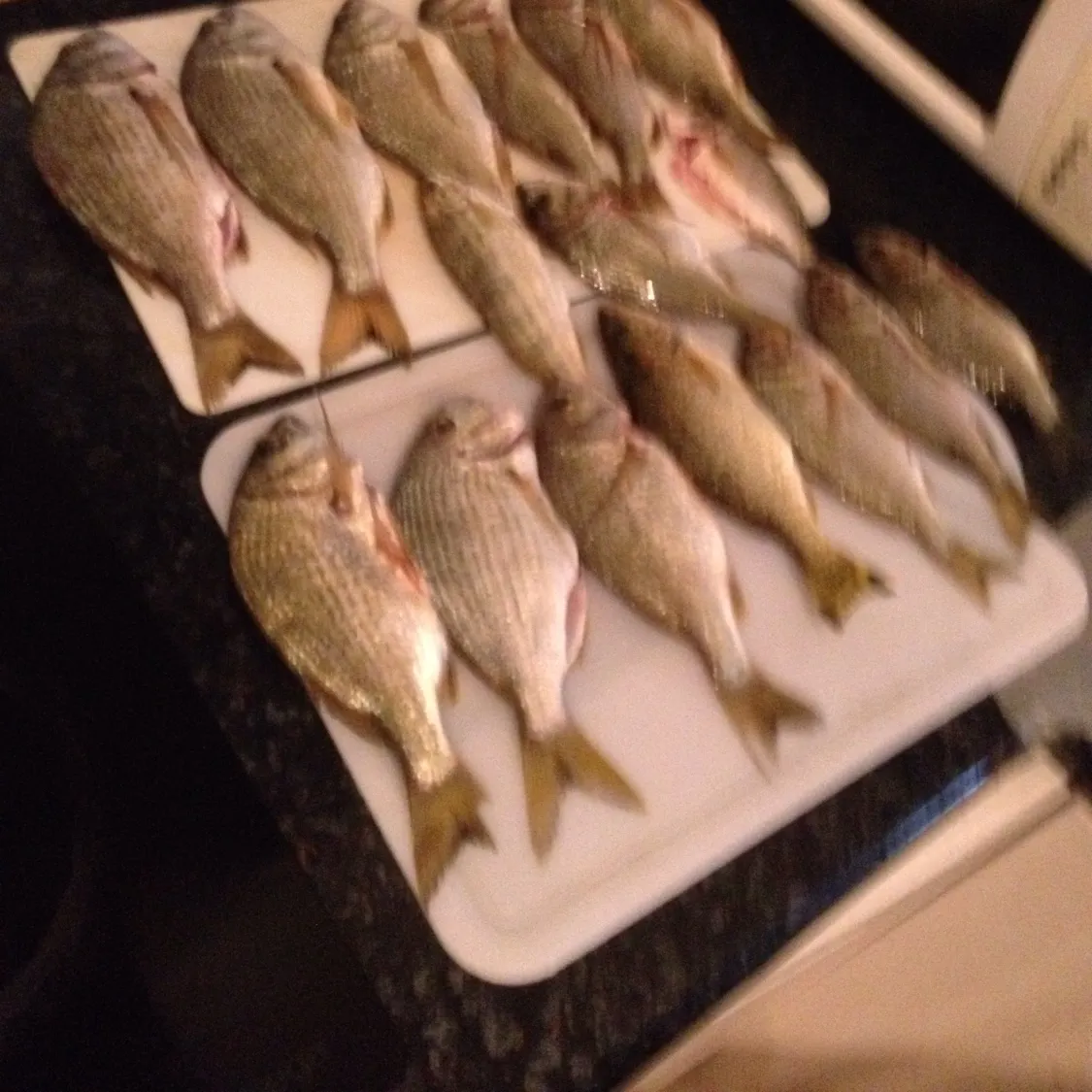 recently logged catches