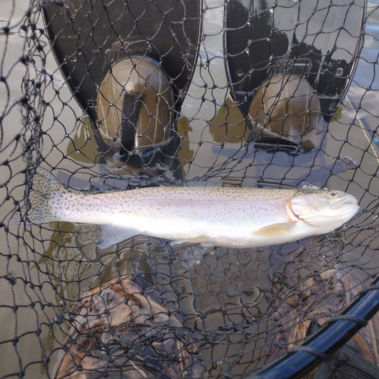 Rainbow trout caught on Fishbrain