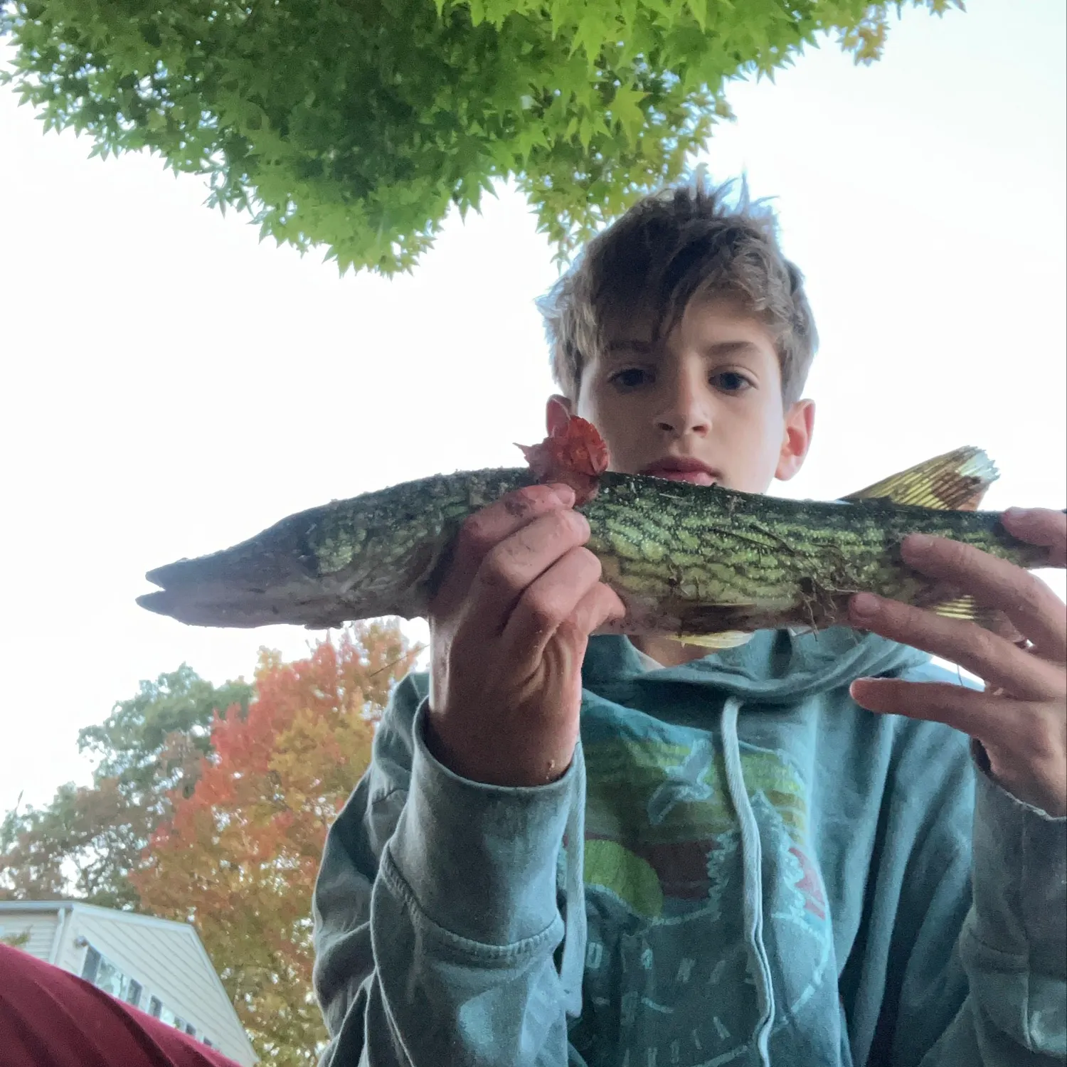 Chain pickerel caught on Fishbrain