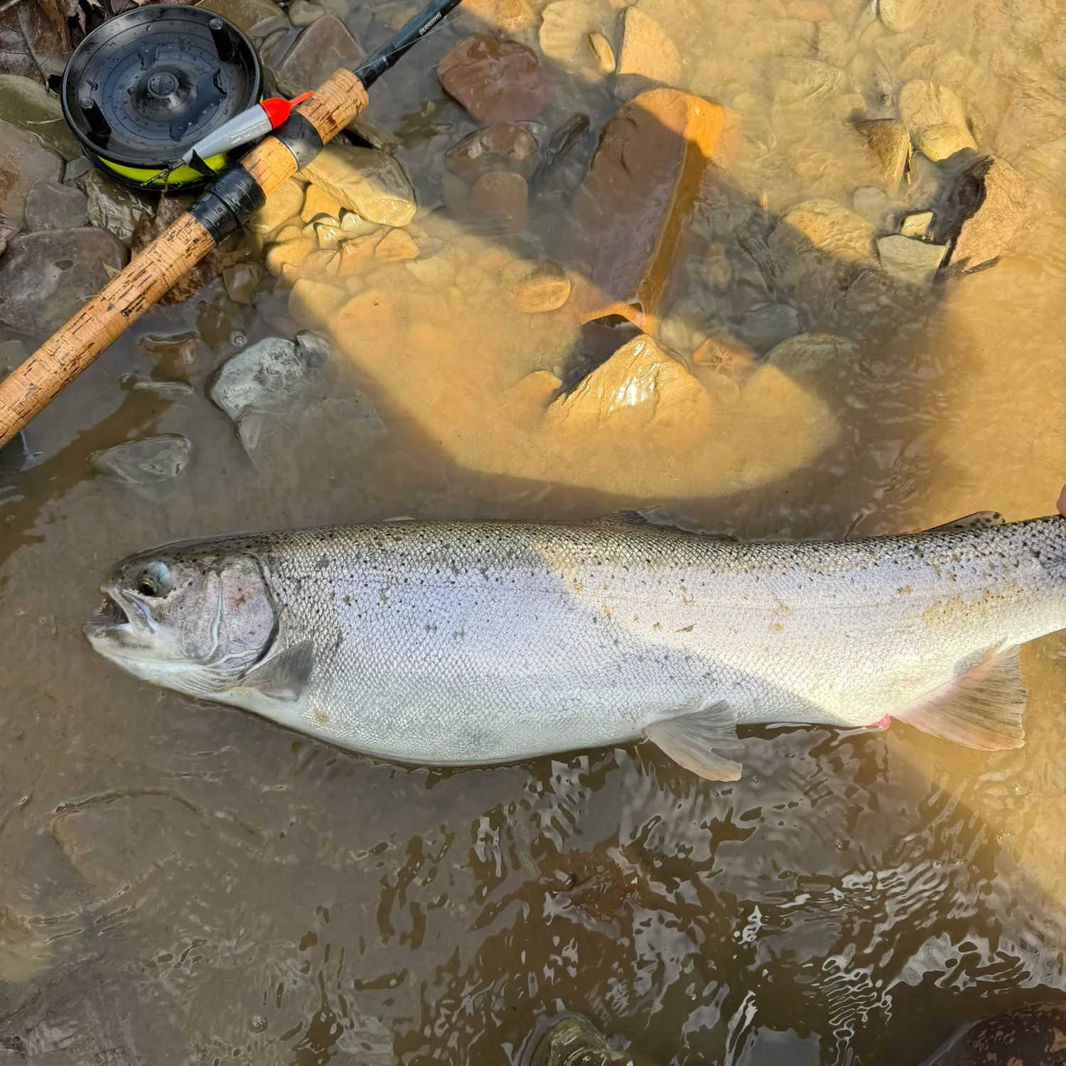 The most recent Steelhead catches on Fishbrain
