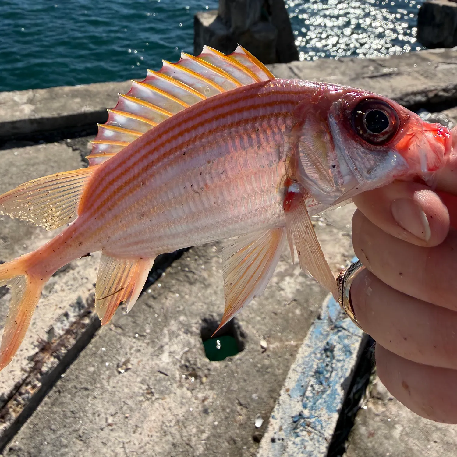 The most recent Glasseye catches on Fishbrain