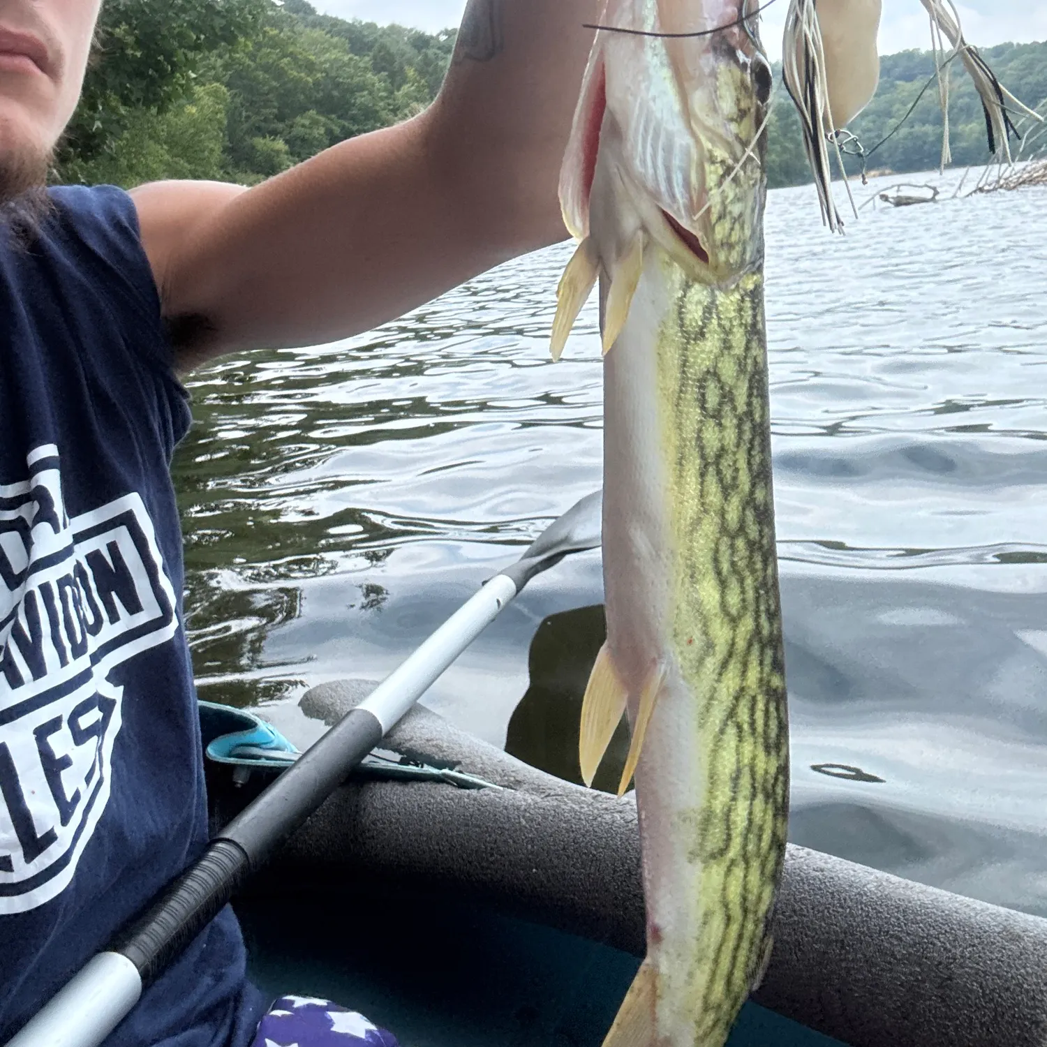 Chain pickerel caught on Fishbrain
