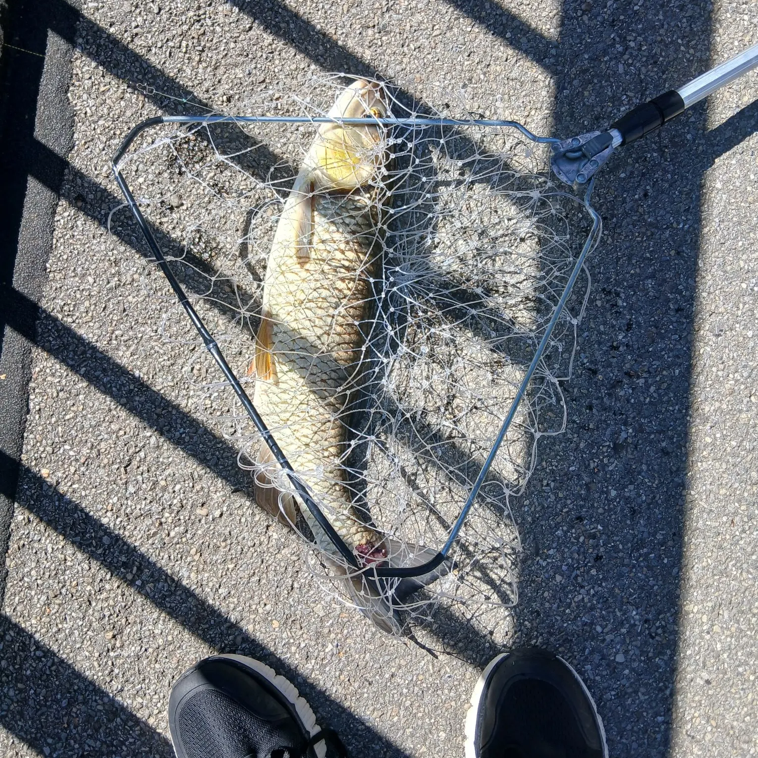 European chub caught on Fishbrain