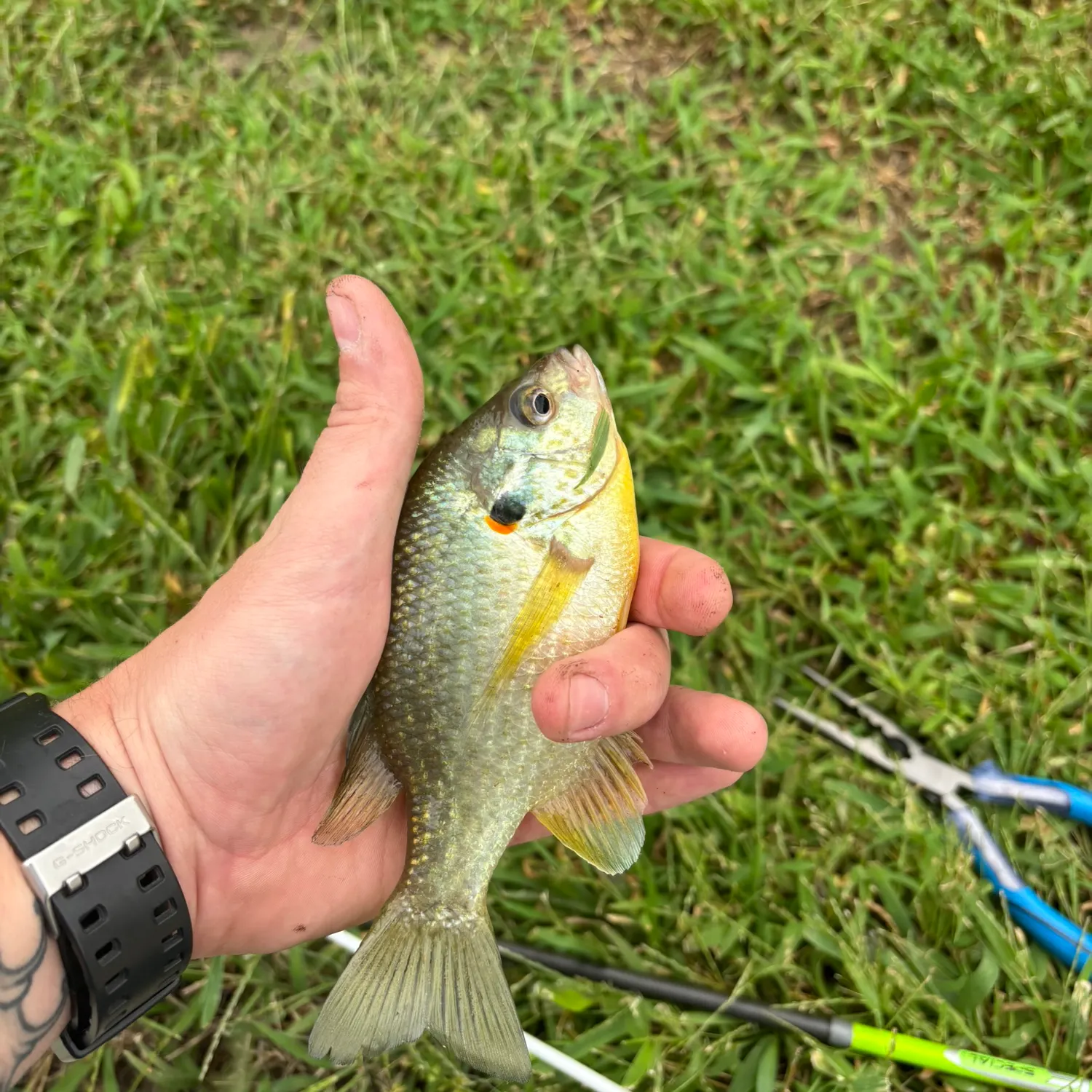 Redear sunfish caught on Fishbrain