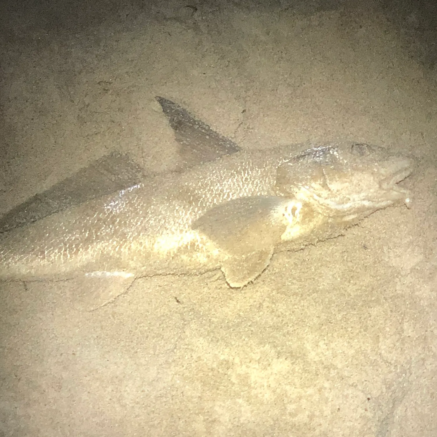 The most recent Northern kingcroaker catches on Fishbrain