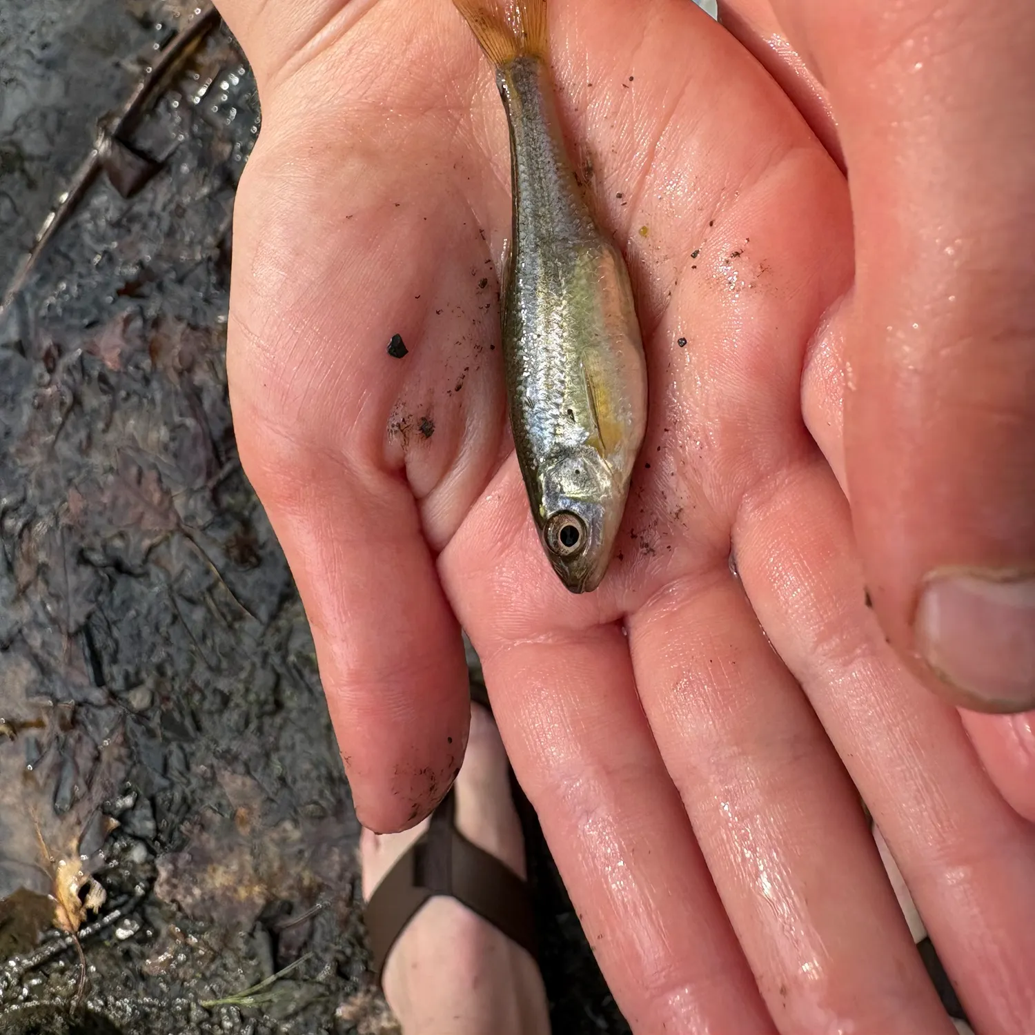 The most recent Round whitefish catches on Fishbrain