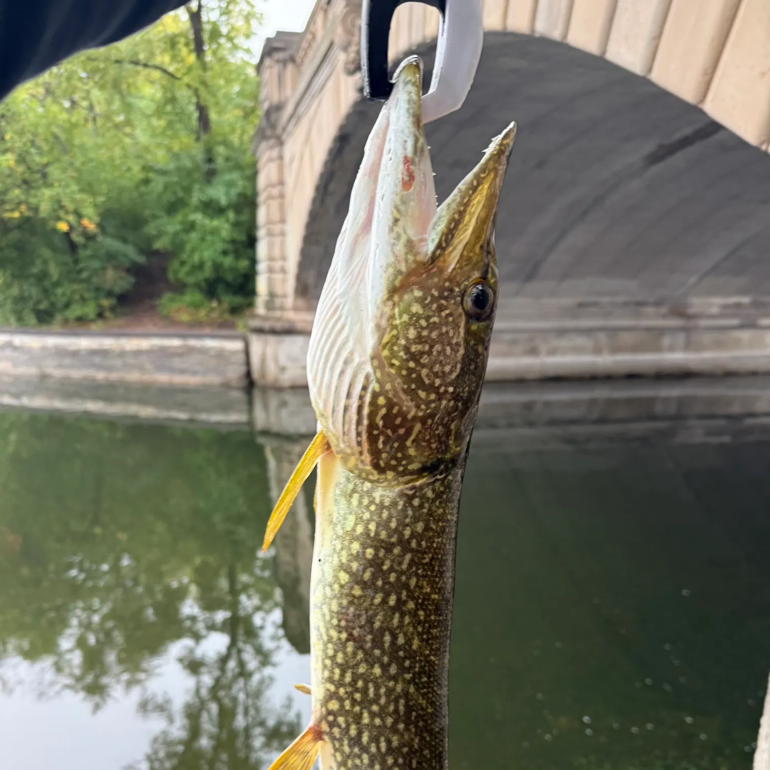 Northern pike caught on Fishbrain