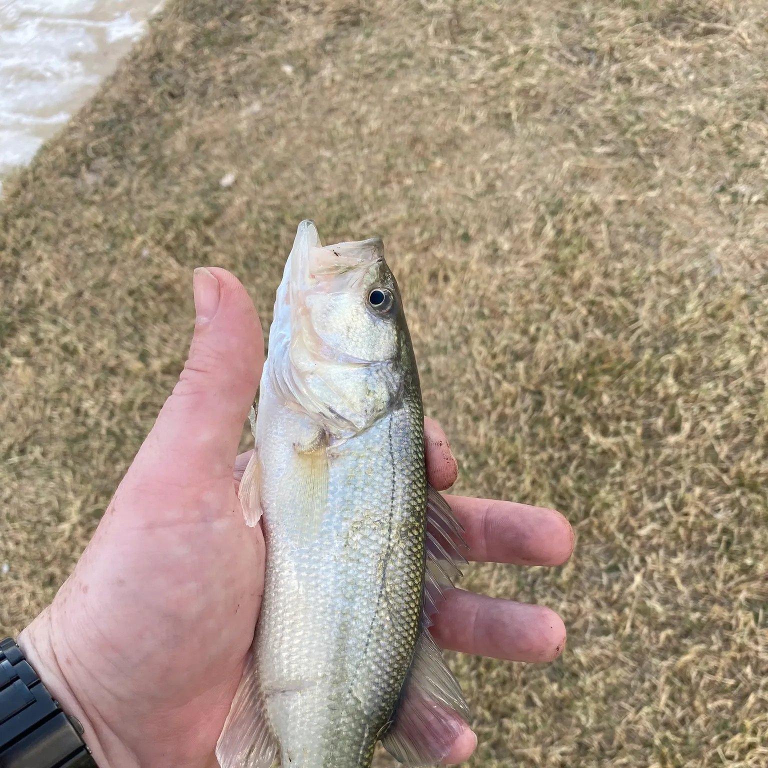 The most recent Creek chub catches on Fishbrain