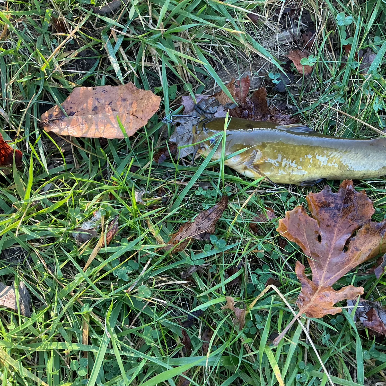 Yellow bullhead caught on Fishbrain