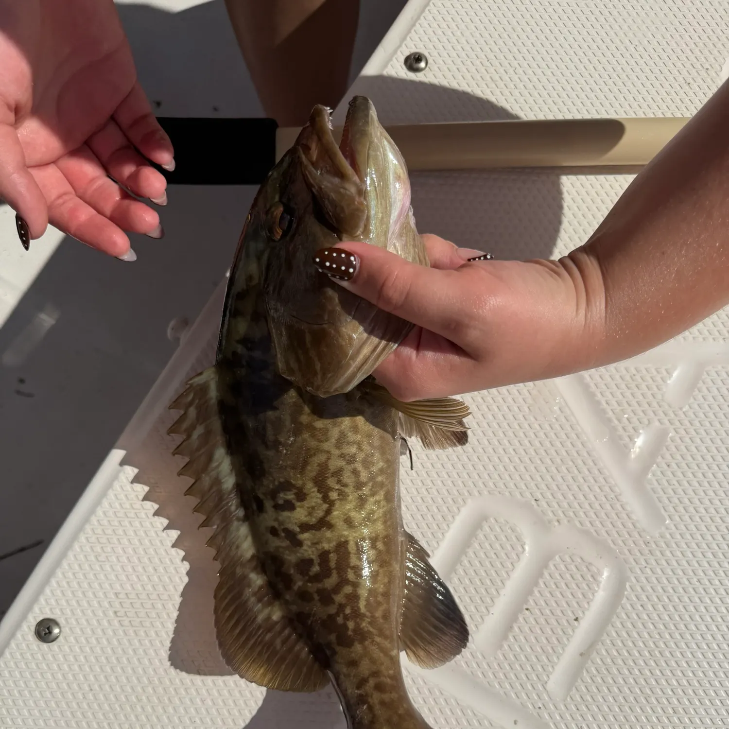 The most recent Gag grouper catches on Fishbrain