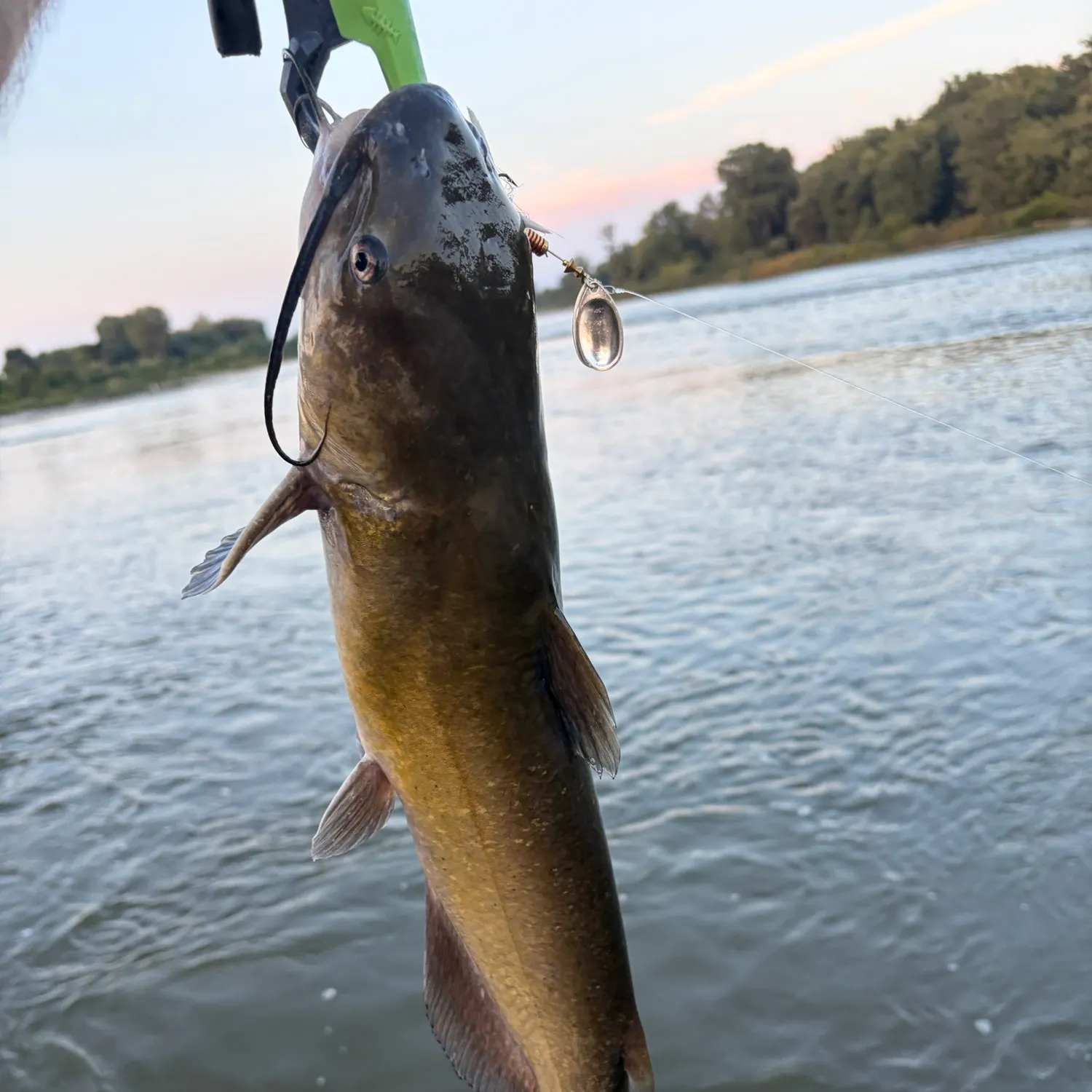 Channel catfish caught on Fishbrain
