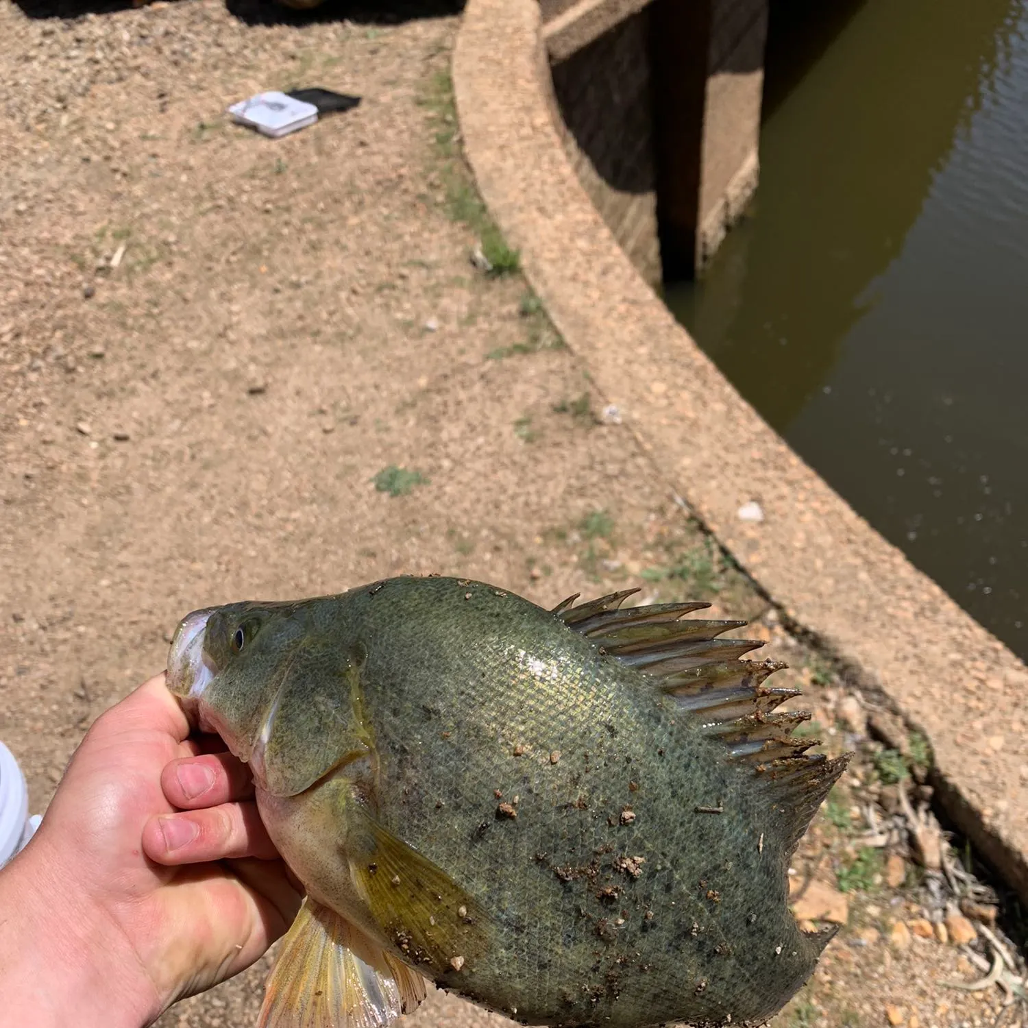 European perch caught on Fishbrain