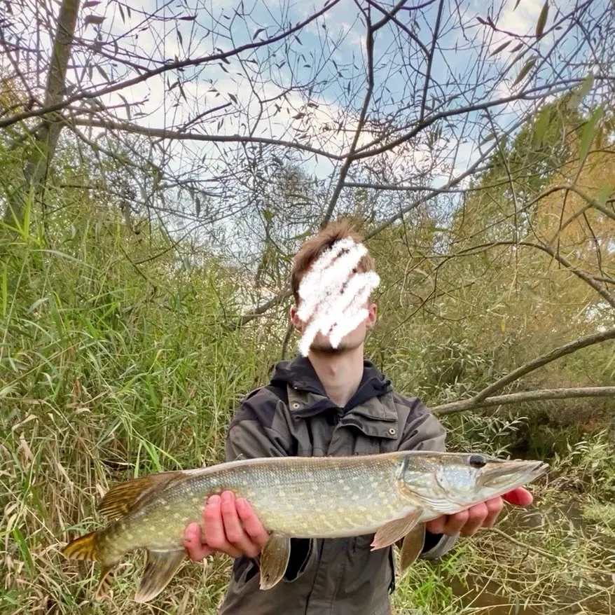 Northern pike caught on Fishbrain