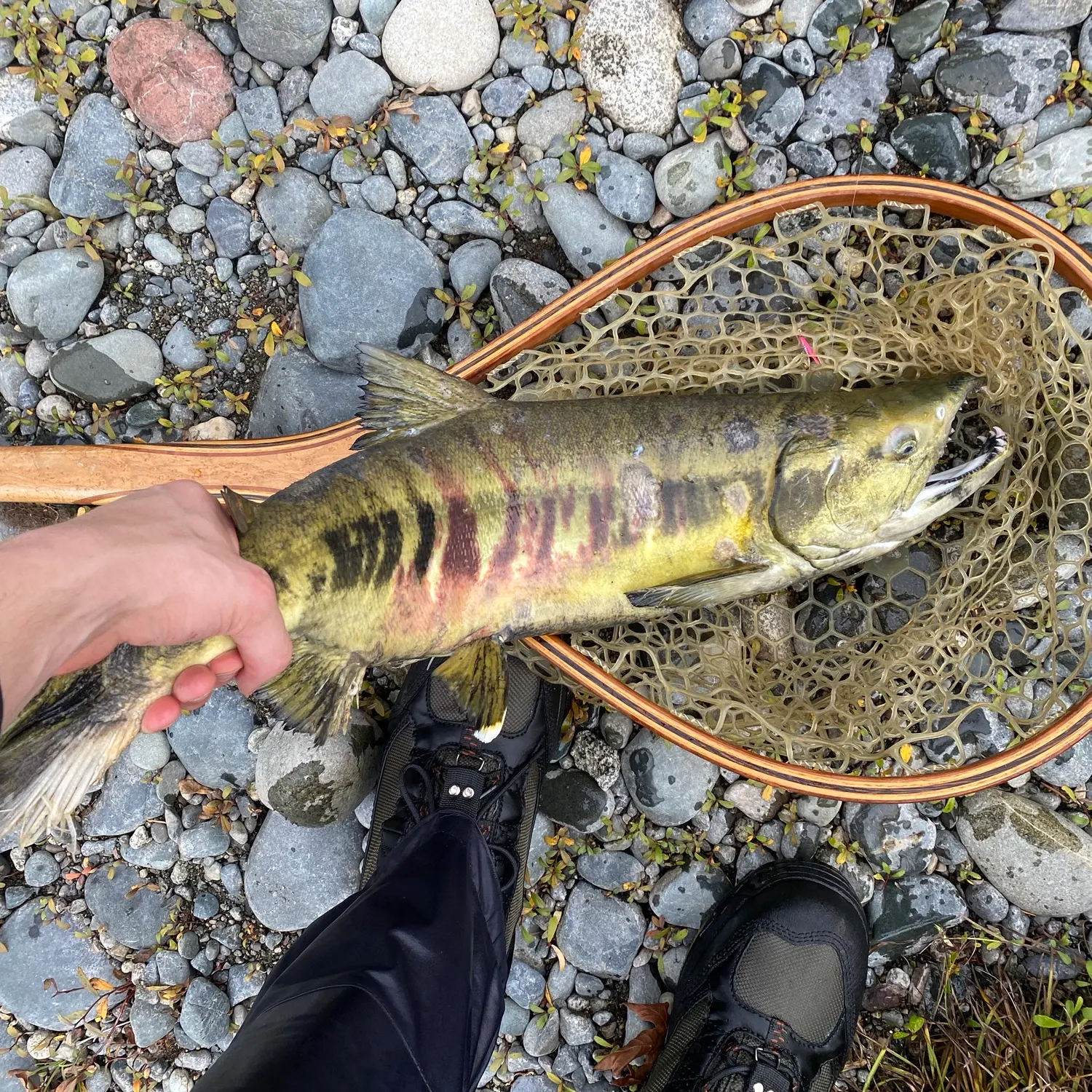 Chum salmon caught on Fishbrain