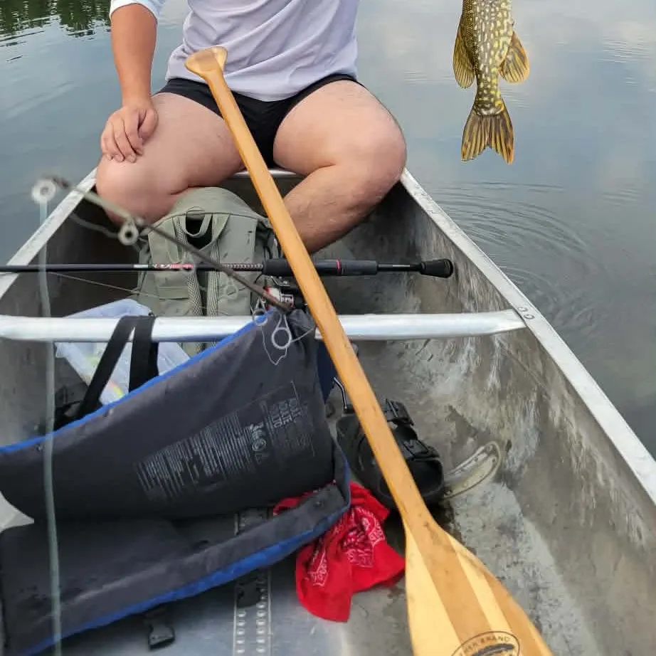 Northern pike caught on Fishbrain