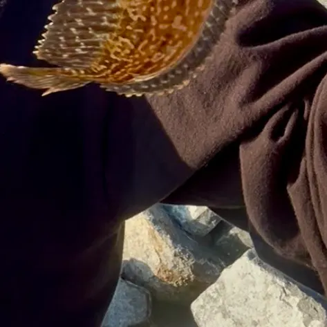 The most recent Largemouth blenny catches on Fishbrain