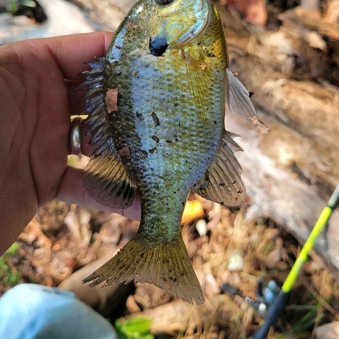 Bluegill caught on Fishbrain