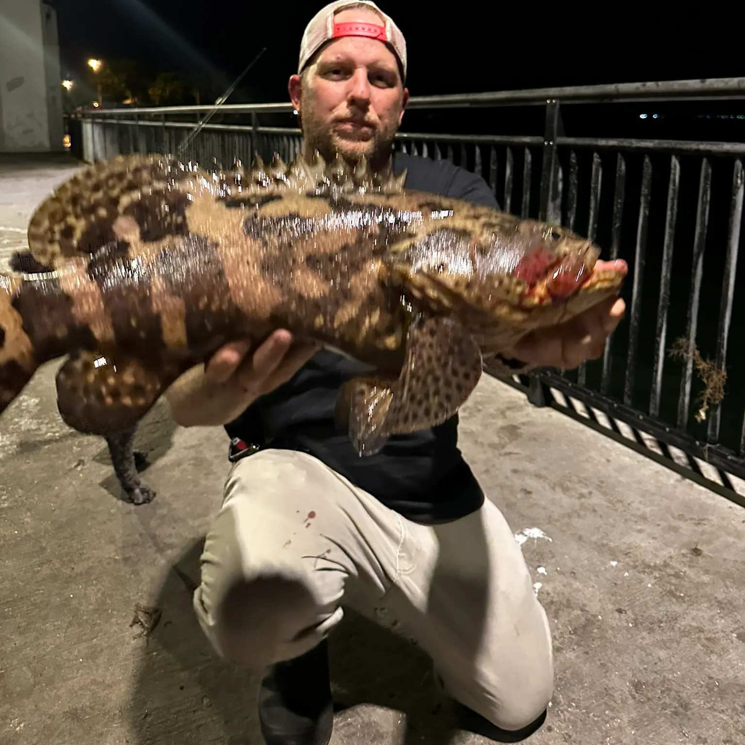 The most recent Atlantic goliath grouper catches on Fishbrain