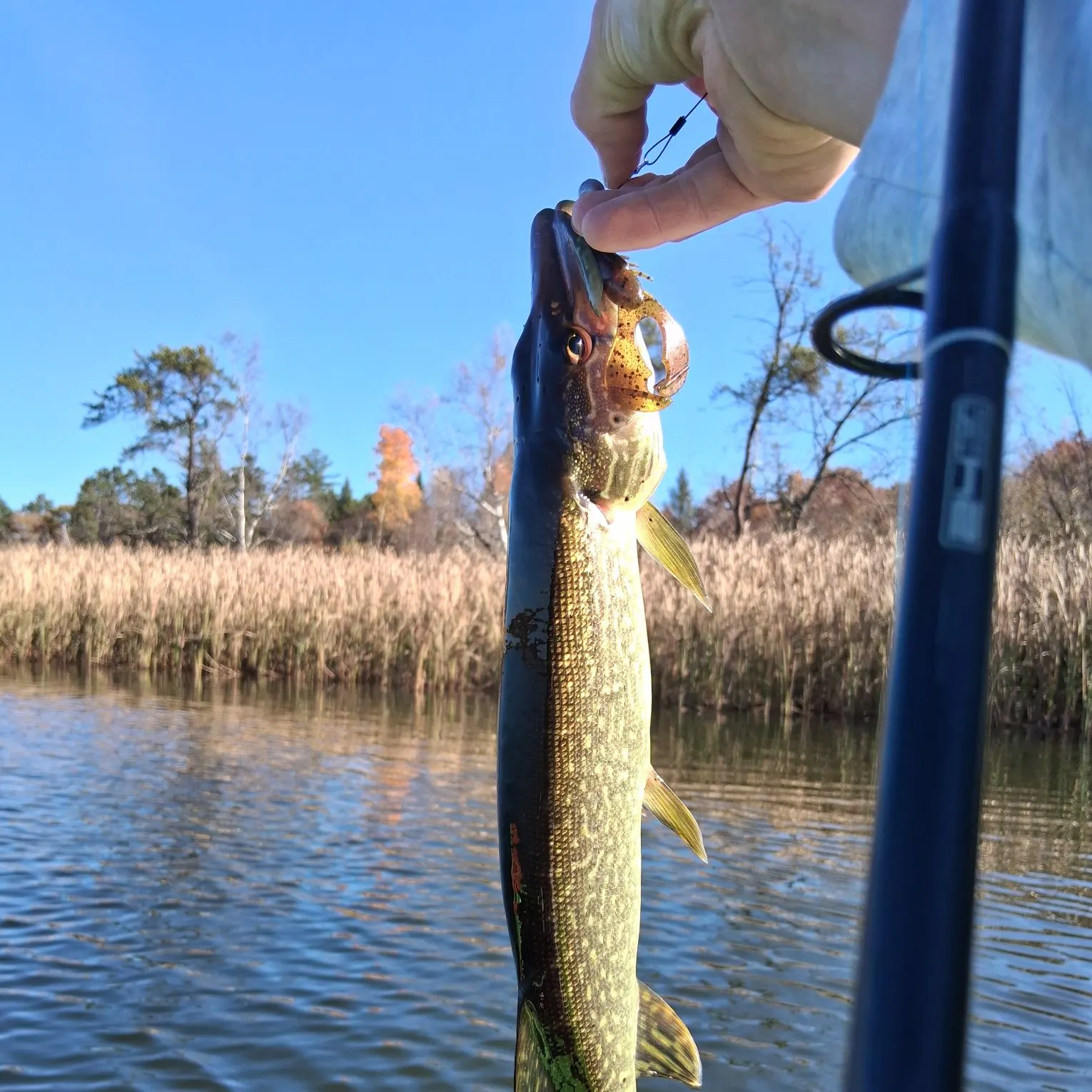 Northern pike caught on Fishbrain