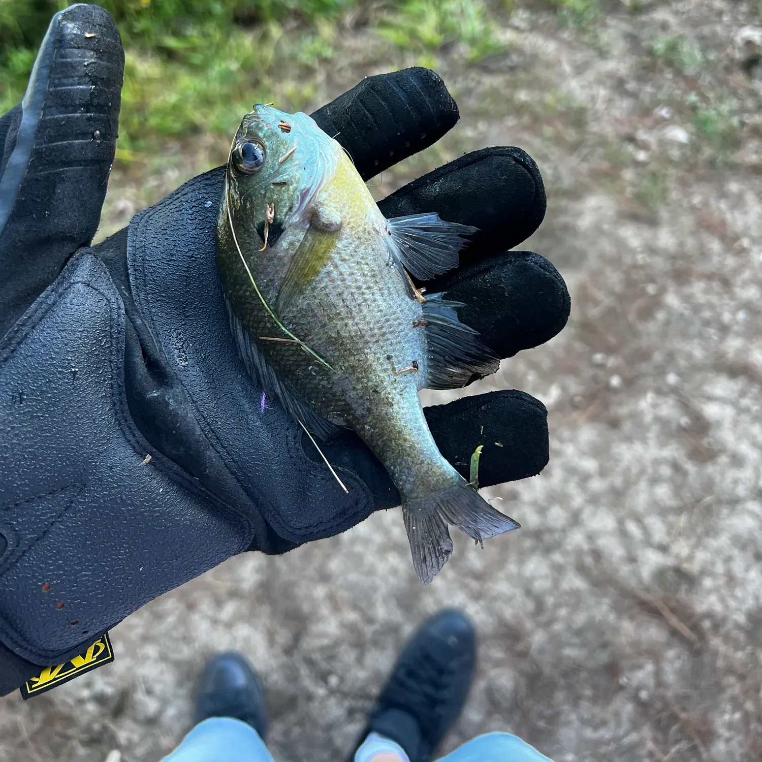 Bluegill caught on Fishbrain