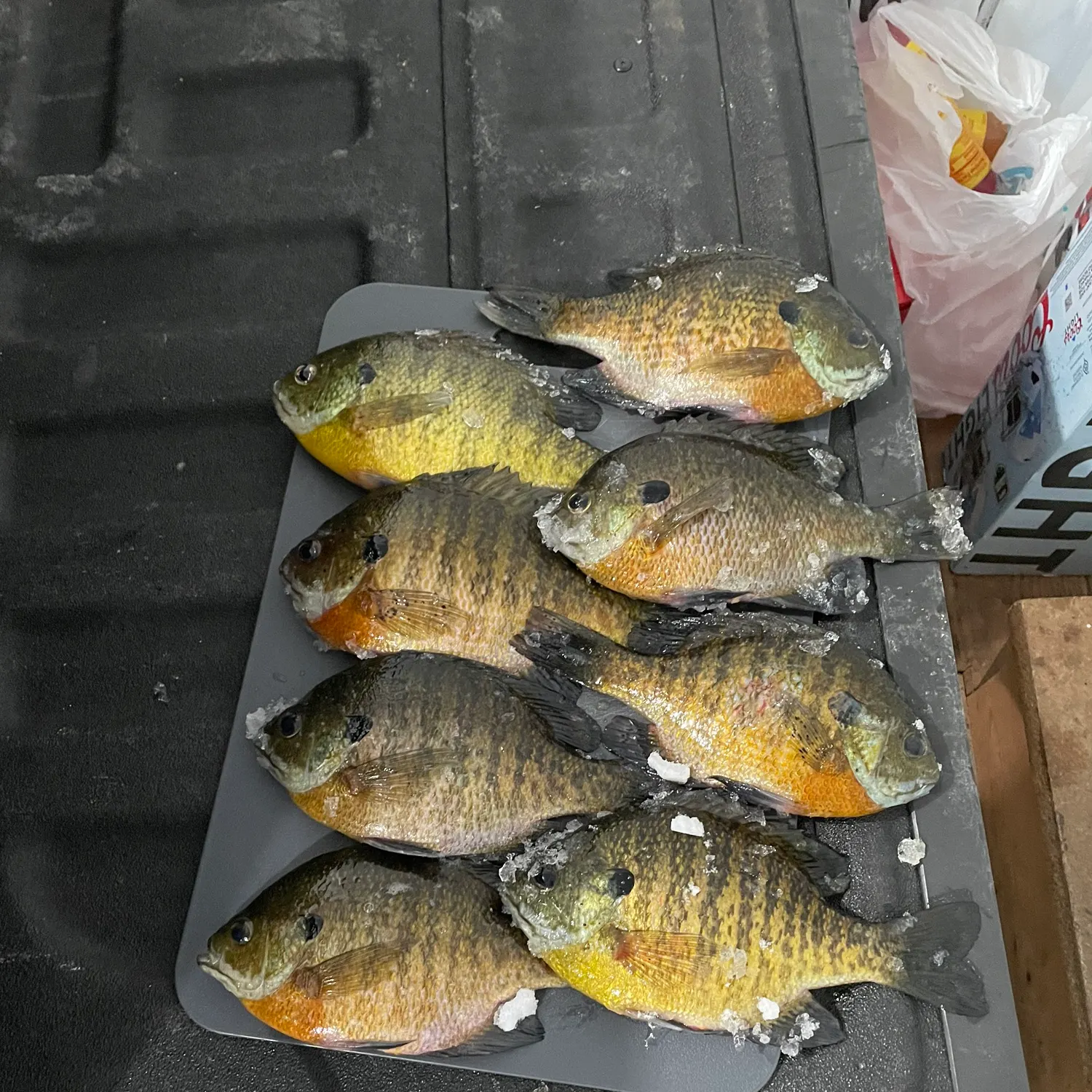 The most recent Bluegill catches on Fishbrain