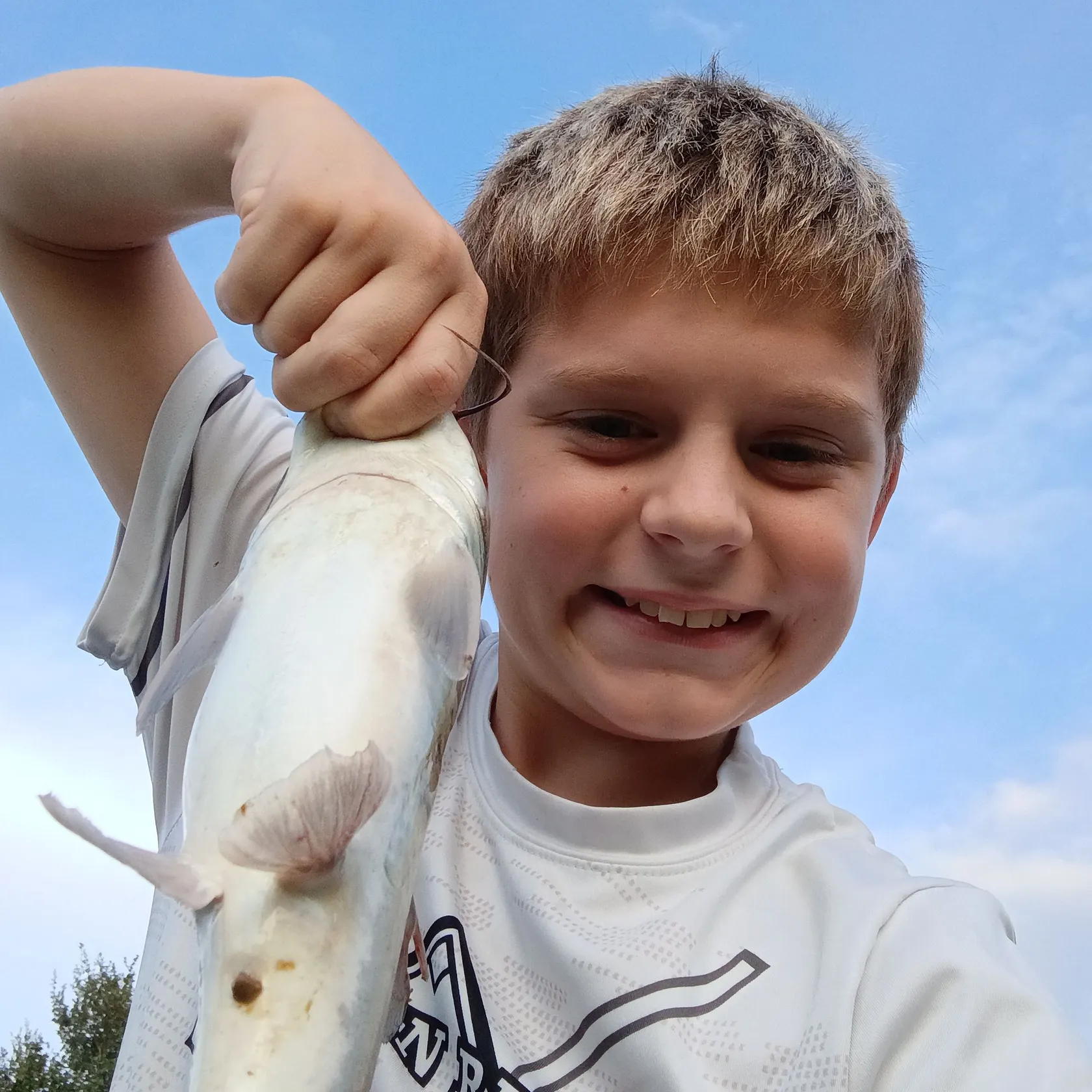 Hardhead sea catfish caught on Fishbrain