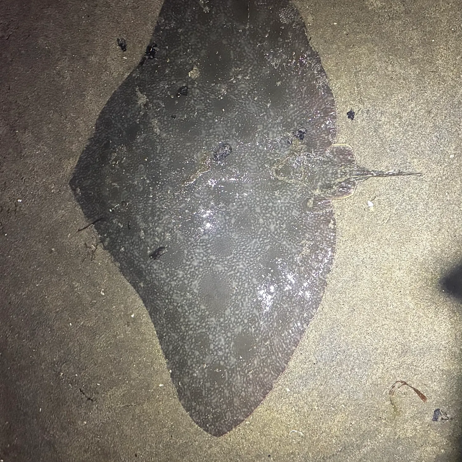 The most recent California butterfly ray catches on Fishbrain