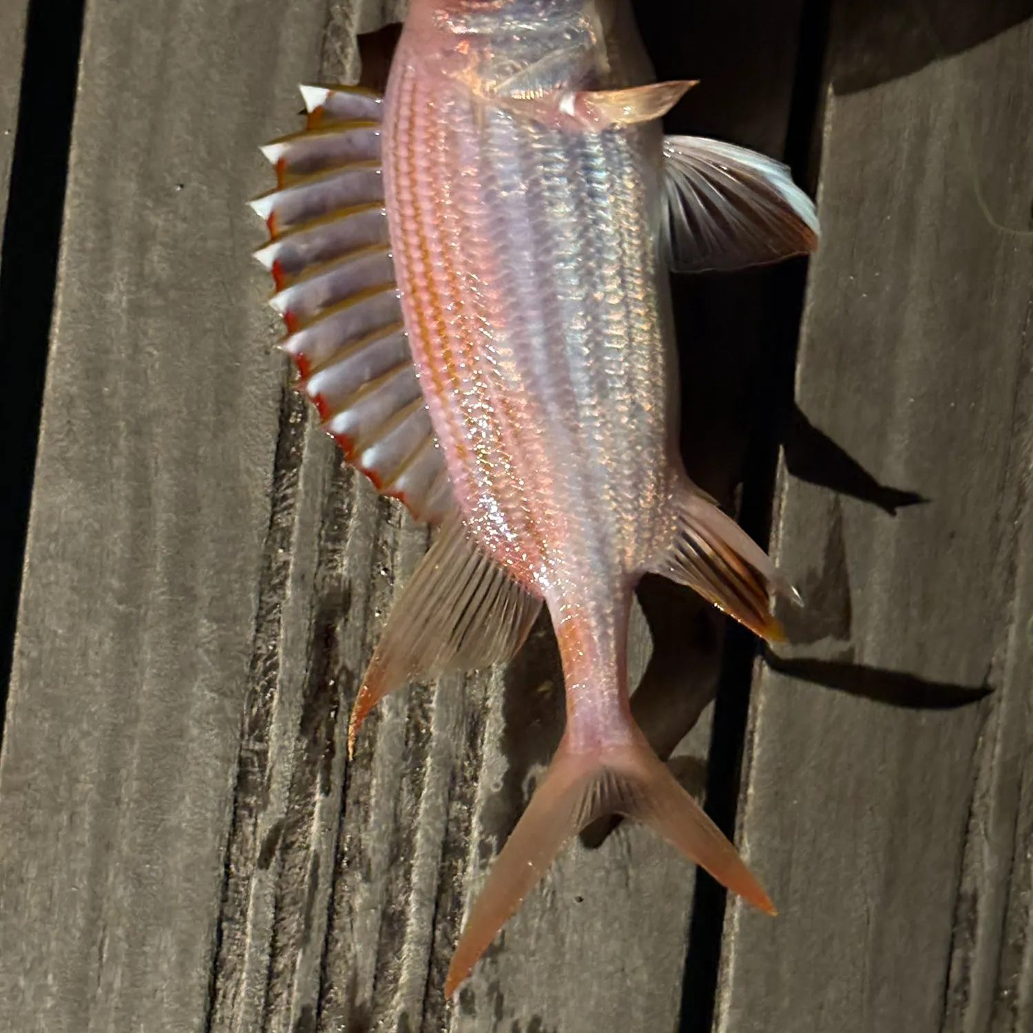 The most recent Longspine squirrelfish catches on Fishbrain